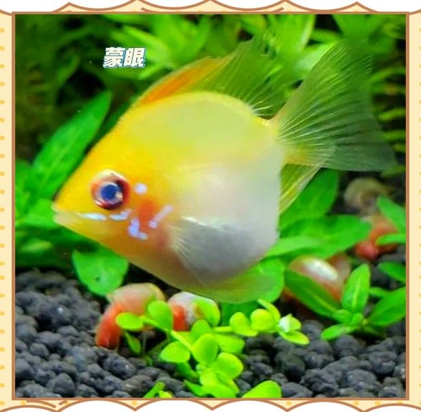 龍魚外寄復發后會有哪些癥狀？ 龍魚外寄復發后會有哪些癥狀？ 龍魚百科 第3張