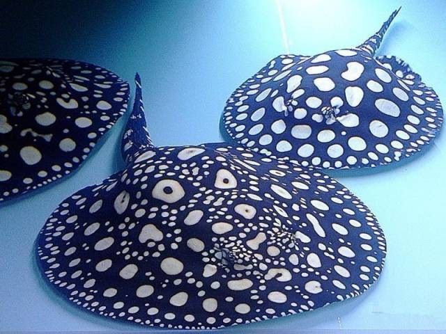 龍魚魟魚飼養(yǎng)手冊百度一下