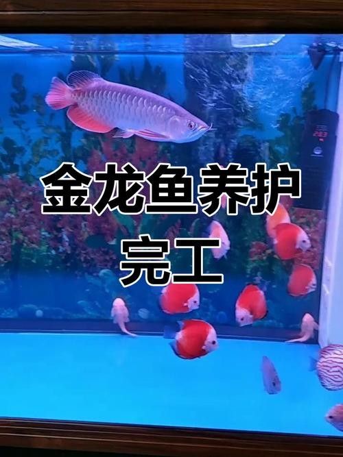 龍魚混養影響發色嗎圖片欣賞