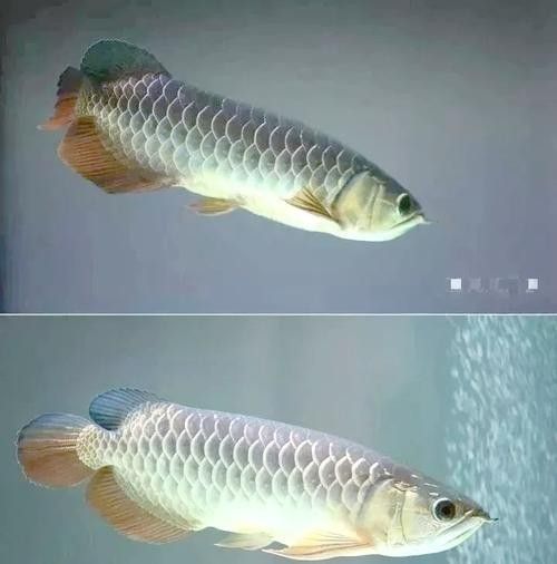 龍魚混養影響發色嗎圖片欣賞