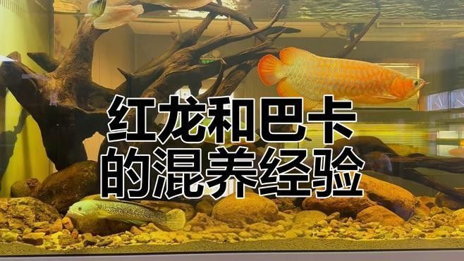 龍魚混養影響發色嗎圖片欣賞