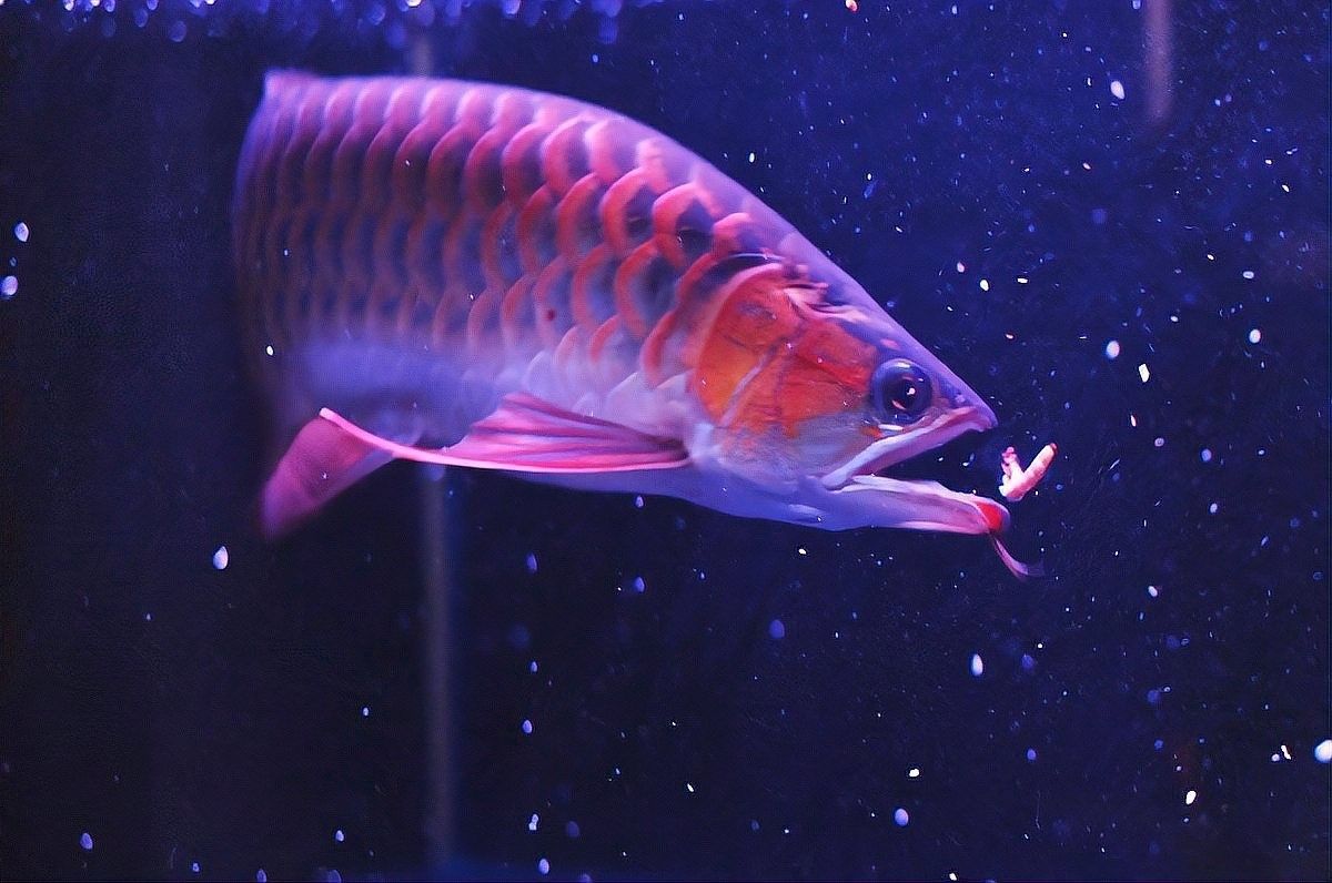 龍魚混養影響發色嗎圖片欣賞