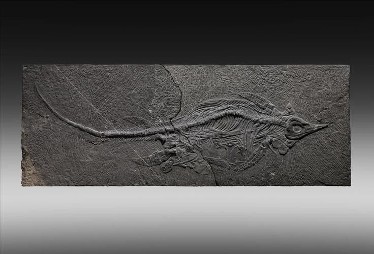 龍魚化石圖片大全高清