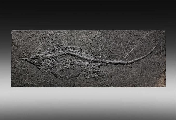 龍魚化石圖片大全高清