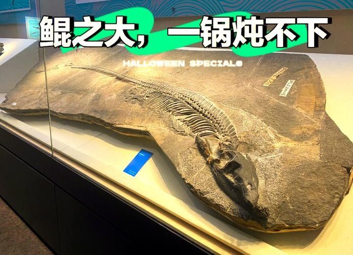 龍魚化石圖片大全高清
