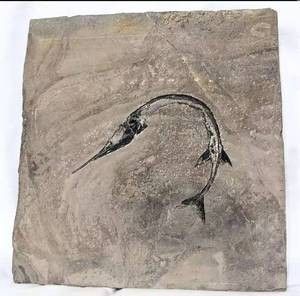 龍魚化石圖片大全高清