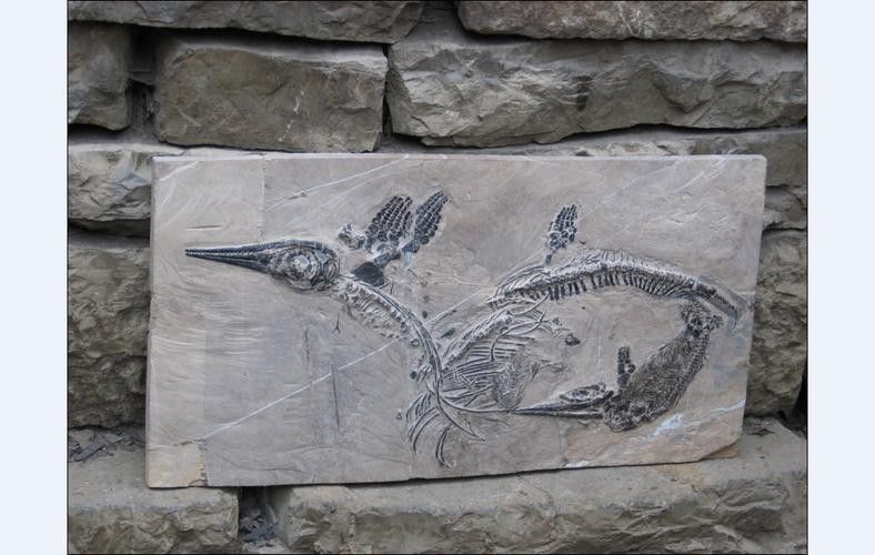 龍魚化石圖片大全高清