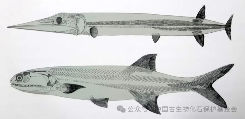 龍魚化石圖片大全高清