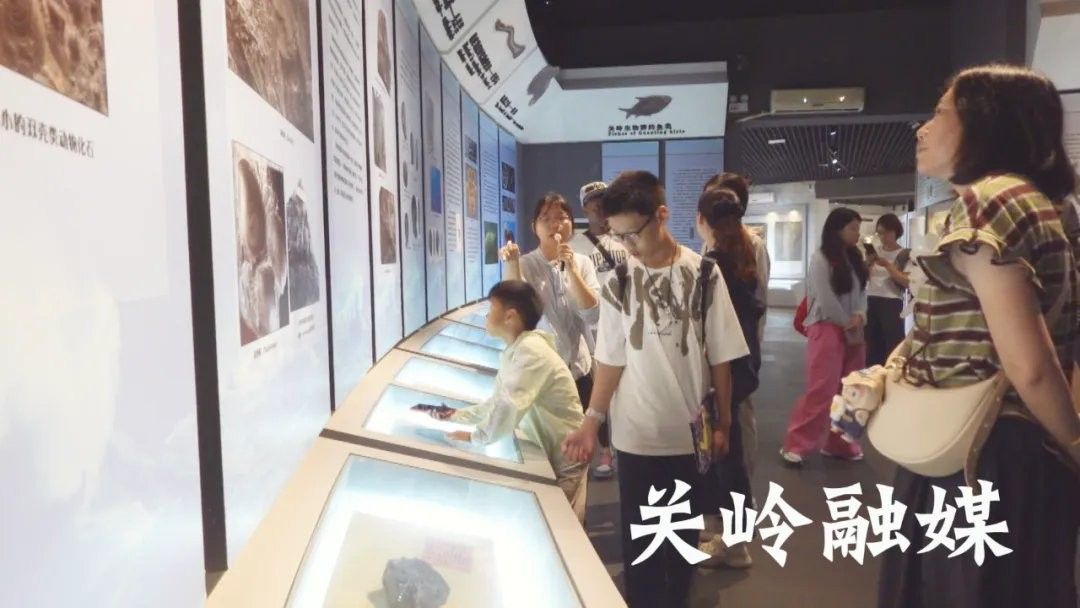 龍魚化石圖片大全高清