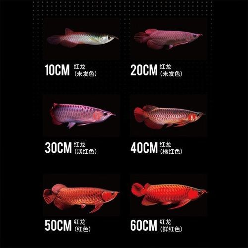 高清金龍魚