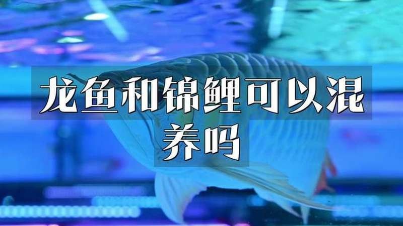 黃鰭鯧和龍魚混養視頻大全 黃鰭鯧和龍魚混養視頻大全 龍魚百科 第2張