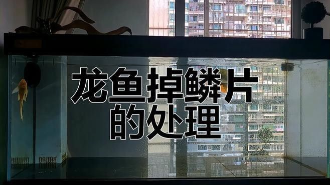 龍魚老是撞缸是怎么回事