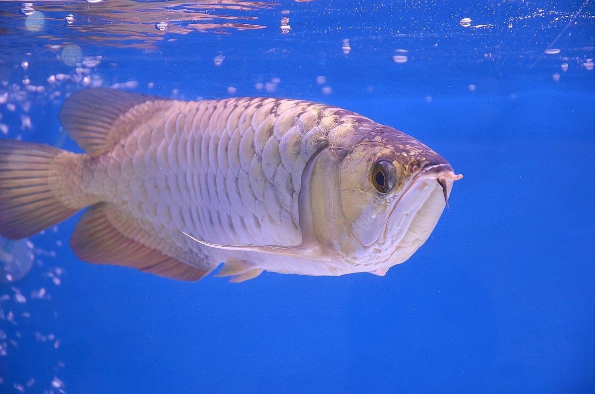 龍魚老是撞缸是怎么回事