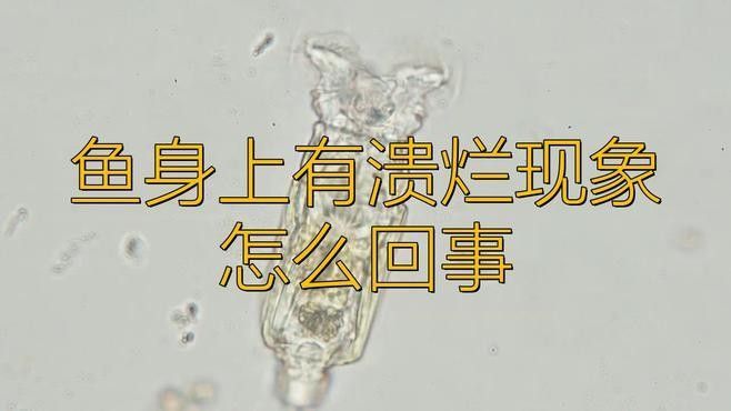銀龍魚爛身病怎么治療