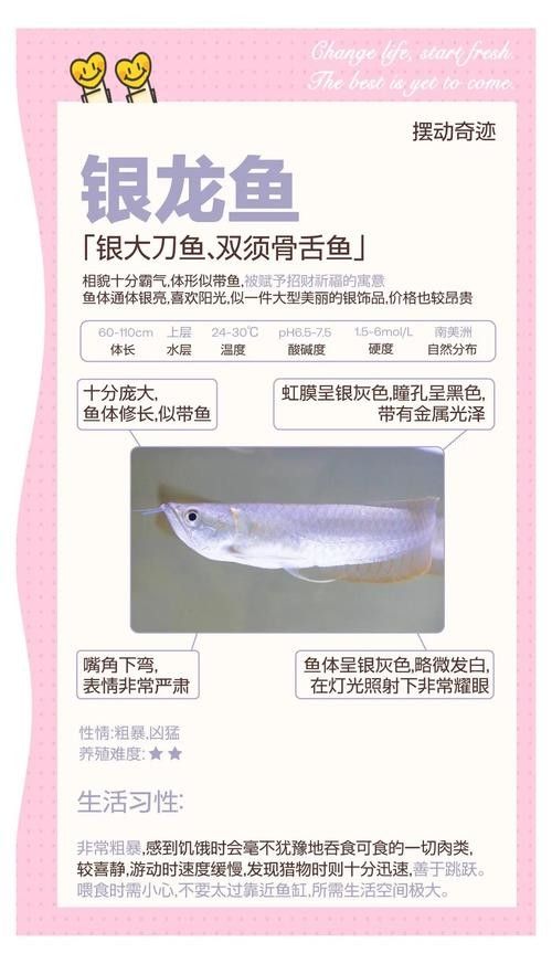 銀龍魚的養殖方法和技巧圖解 銀龍魚的養殖方法和技巧圖解 龍魚百科 第11張