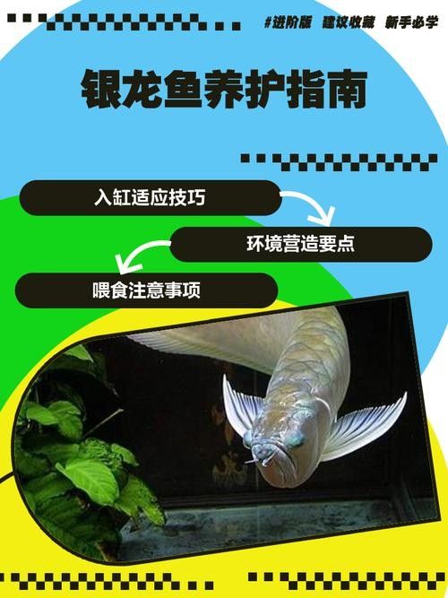 銀龍魚的養殖方法和技巧圖解 銀龍魚的養殖方法和技巧圖解 龍魚百科 第3張