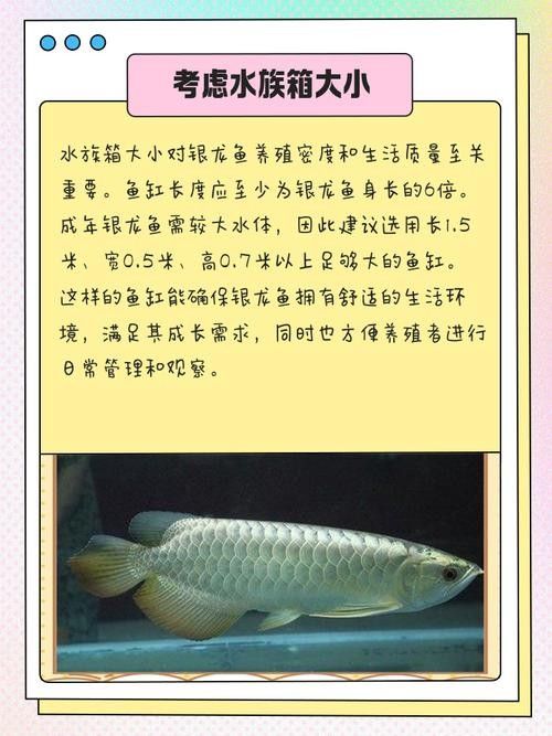 銀龍魚的養殖方法和技巧圖解 銀龍魚的養殖方法和技巧圖解 龍魚百科 第19張