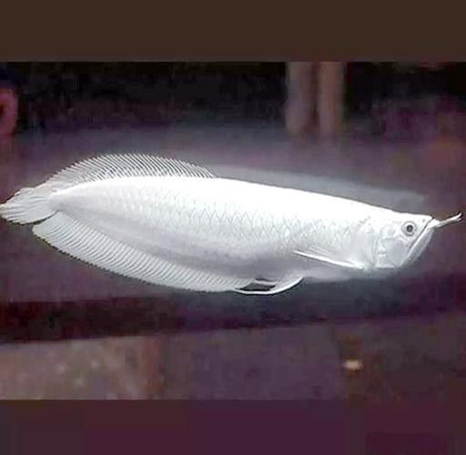 銀龍魚的養殖方法和技巧圖解 銀龍魚的養殖方法和技巧圖解 龍魚百科 第24張