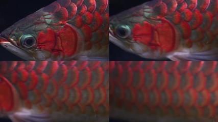紅龍魚飼養溫度和濕度是多少啊（紅龍魚飼養溫度和濕度是多少啊視頻）