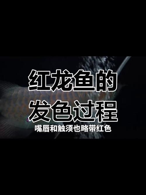 龍魚黑缸和白缸的區別