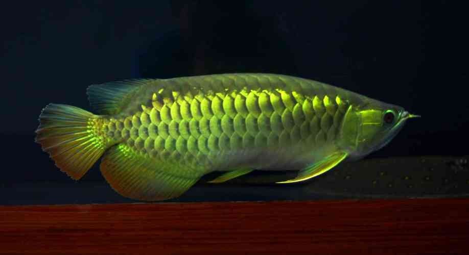 黑龍魚可以和什么魚混養(yǎng)呢圖片大全