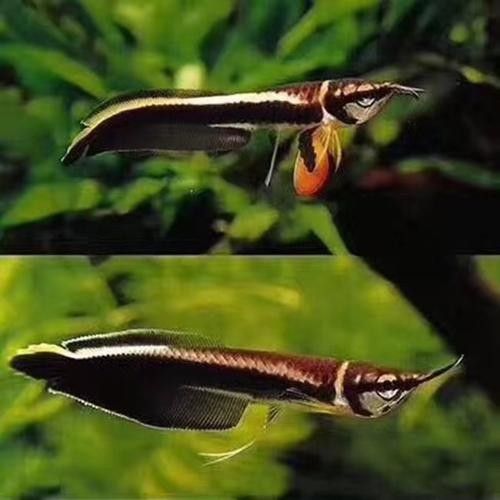 黑龍魚可以和什么魚混養(yǎng)呢圖片大全