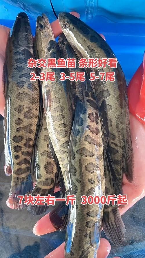 黑龍魚可以和什么魚混養(yǎng)呢圖片大全