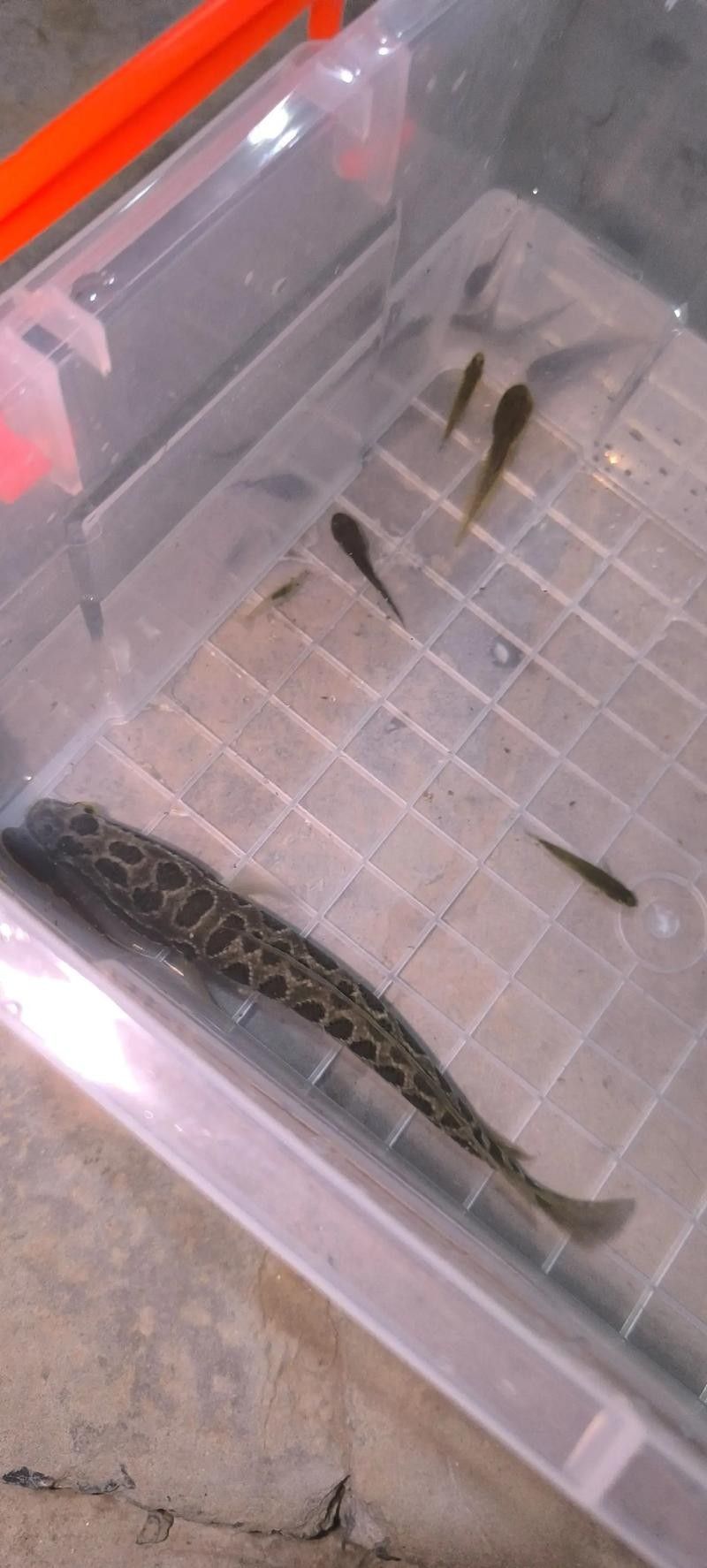 黑龍魚可以和什么魚混養(yǎng)呢圖片大全