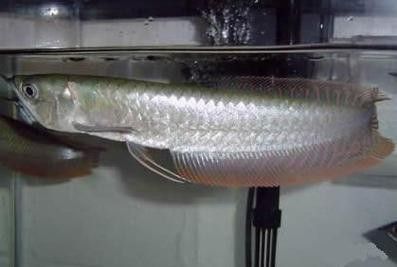 黑龍魚可以和什么魚混養(yǎng)呢圖片大全