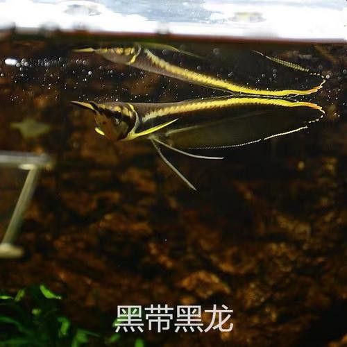 黑龍魚可以和什么魚混養(yǎng)呢圖片大全