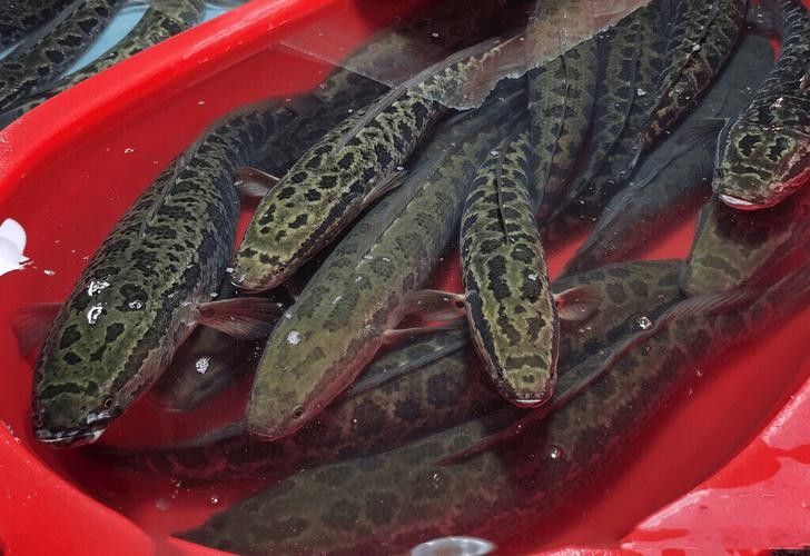 黑龍魚可以和什么魚混養(yǎng)呢圖片大全