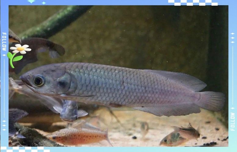 黑龍魚可以和什么魚混養(yǎng)呢圖片大全