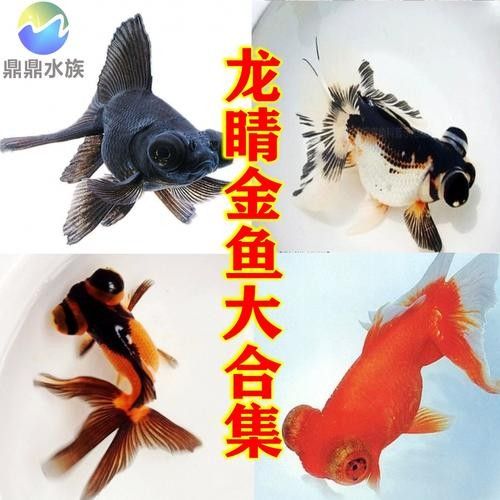 黑龍魚可以和什么魚混養(yǎng)呢圖片大全