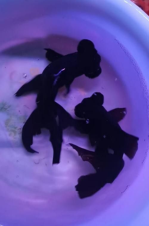 黑龍魚可以和什么魚混養(yǎng)呢圖片大全