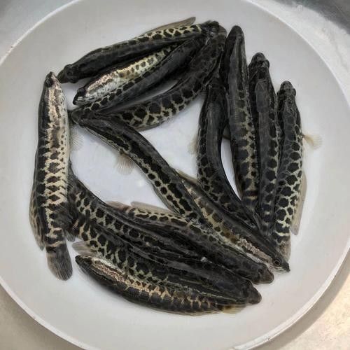 黑龍魚可以和什么魚混養(yǎng)呢圖片大全
