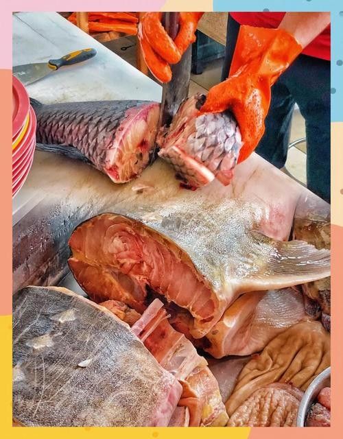黑龍魚可以和什么魚混養(yǎng)呢圖片大全