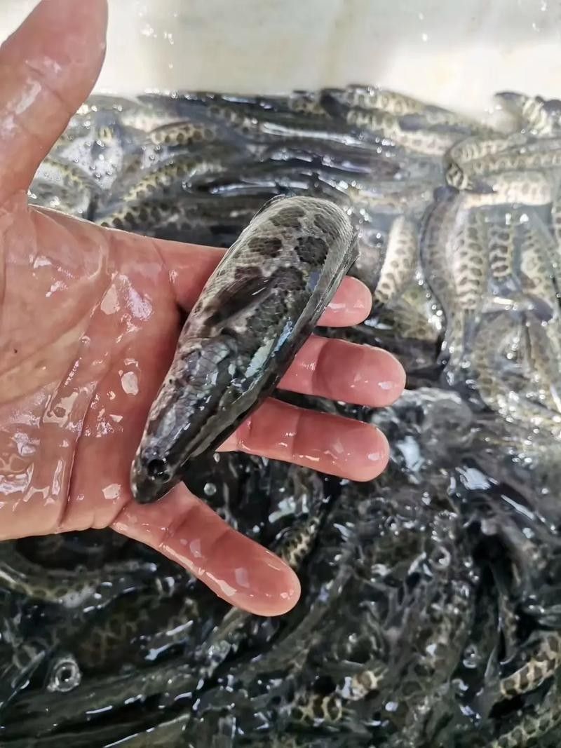黑龍魚可以和什么魚混養(yǎng)呢圖片大全