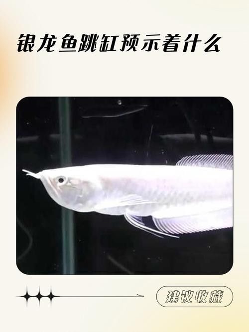 銀龍魚小缸可以養嗎圖片視頻