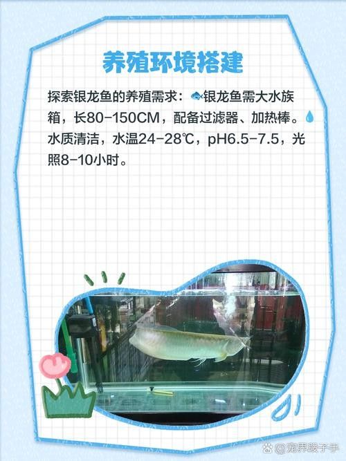 銀龍魚小缸可以養嗎圖片視頻