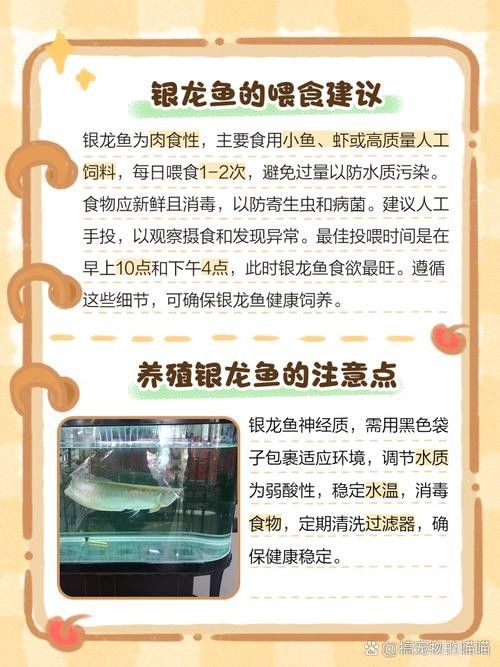 銀龍魚小缸可以養嗎圖片視頻