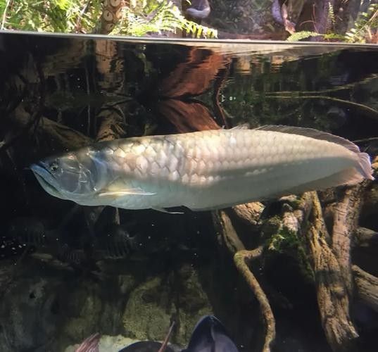 銀龍魚小缸可以養嗎圖片視頻
