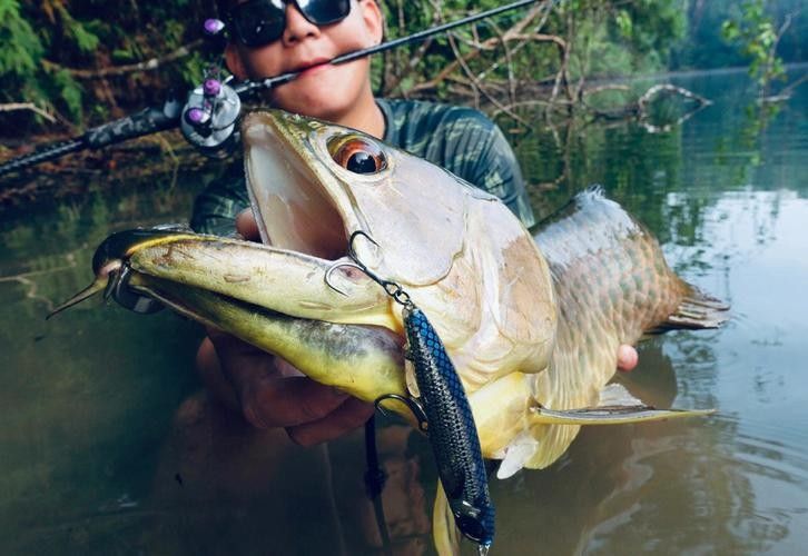 金龍魚過背和高背哪個好釣 金龍魚過背和高背哪個好釣 龍魚百科 第7張