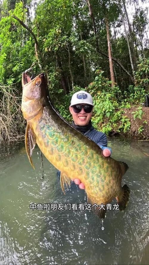 金龍魚過背和高背哪個好釣 金龍魚過背和高背哪個好釣 龍魚百科 第6張