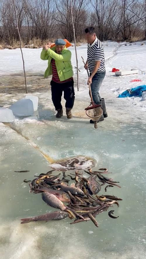 雪龍魚哪里產的最好最便宜