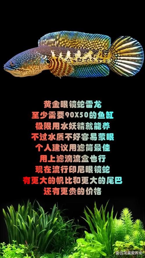 雷龍魚的品種圖片