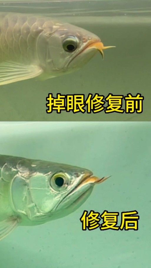 龍魚掉眼啥意思呀圖片