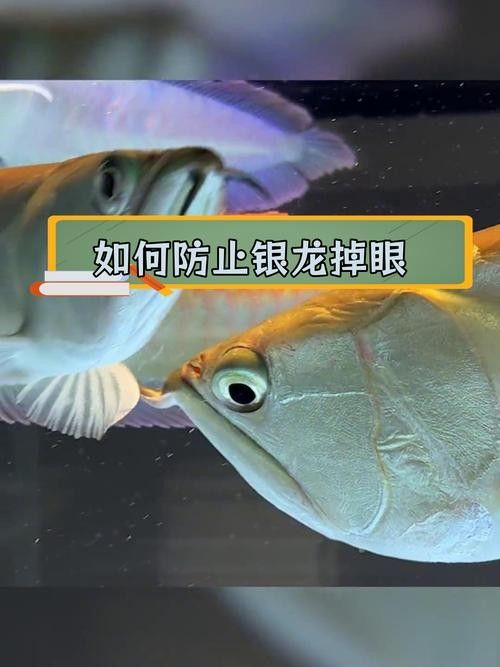 龍魚掉眼啥意思呀圖片