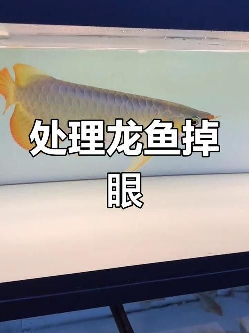 龍魚掉眼啥意思呀圖片