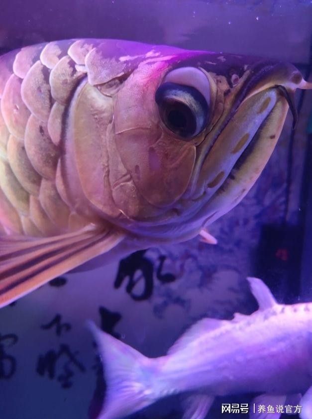 龍魚掉眼啥意思呀圖片