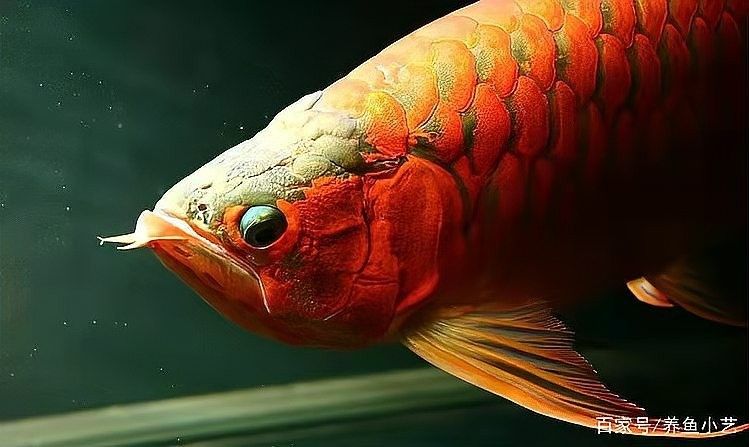 龍魚掉眼啥意思呀圖片